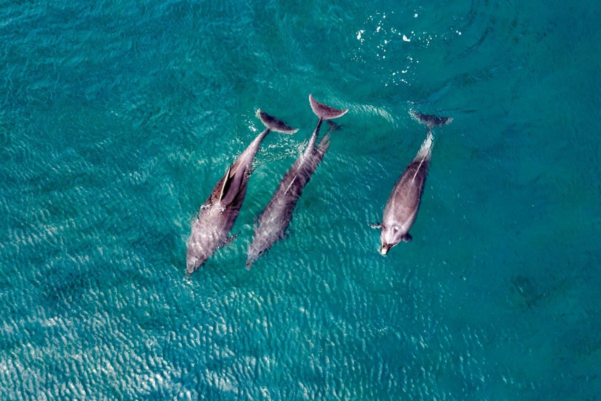 Marco Island dolphins 