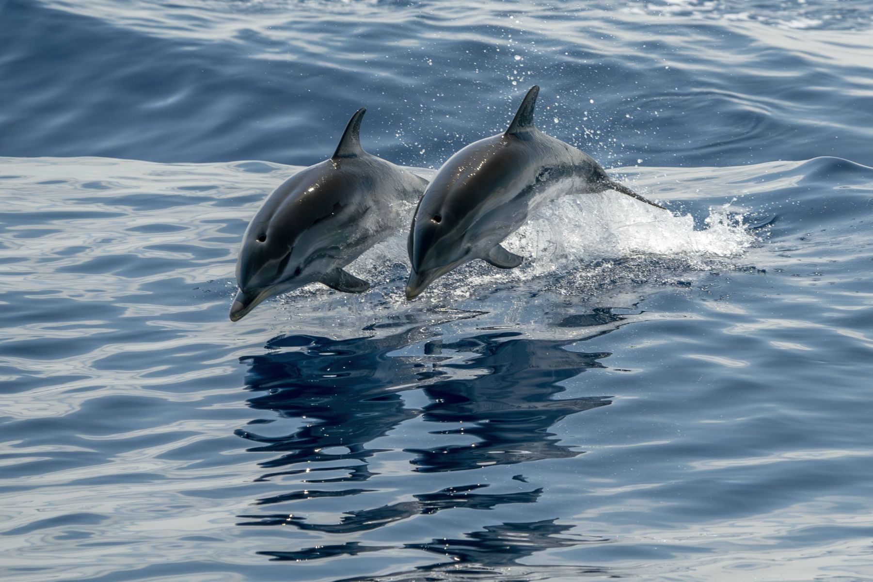 two dolphins jumping out of the water